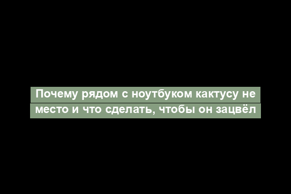 Почему рядом с ноутбуком кактусу не место и что сделать, чтобы он зацвёл