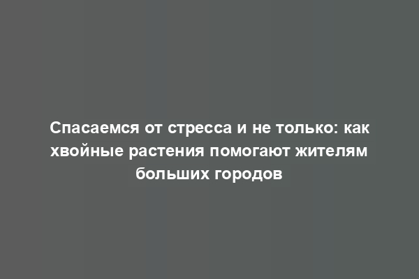 Спасаемся от стресса и не только: как хвойные растения помогают жителям больших городов