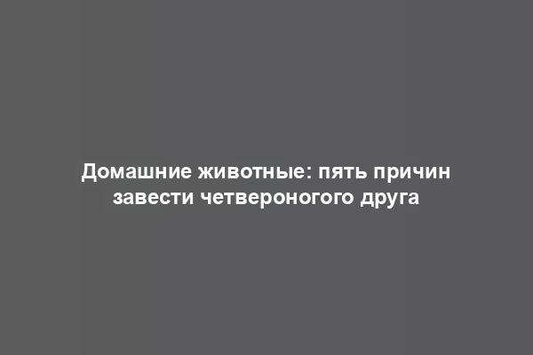 Домашние животные: пять причин завести четвероногого друга